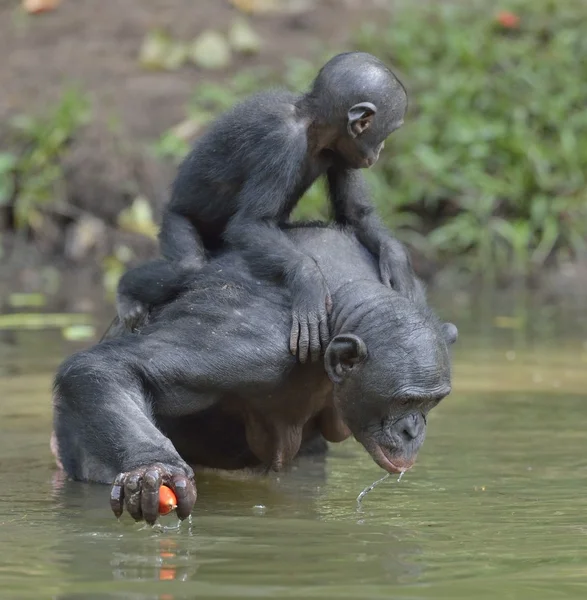 Bonobo w wodzie z cub — Zdjęcie stockowe