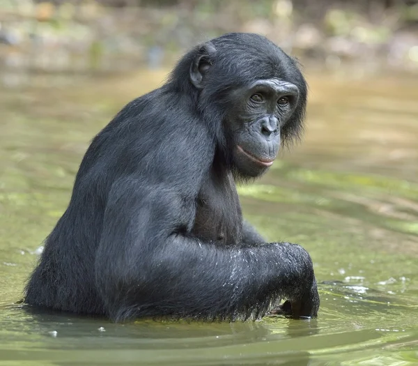 Bonobo de pie en el agua —  Fotos de Stock
