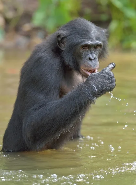 Bonobo de pie en el agua — Foto de Stock