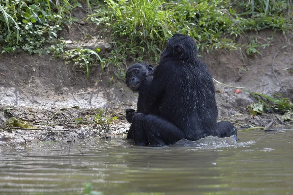 Bonobo's paring in de vijver — Stockfoto