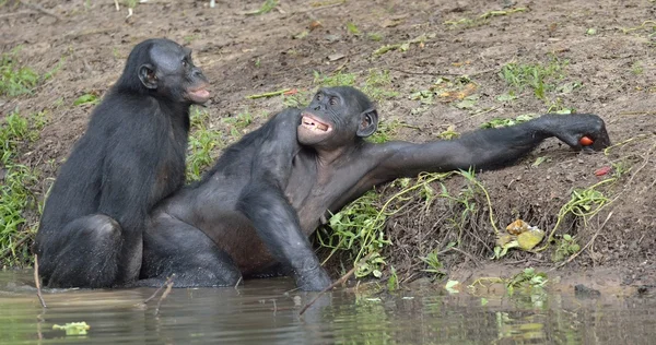 Bonobos acasalamento na lagoa — Fotografia de Stock