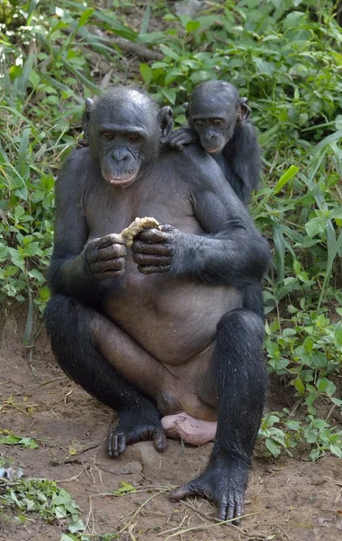 Τρώγοντας το θηλυκό Bonobo με cub — Φωτογραφία Αρχείου