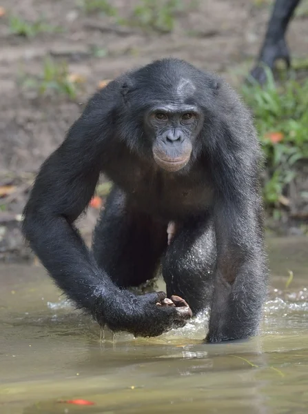 Bonobo de pie en el agua — Foto de Stock