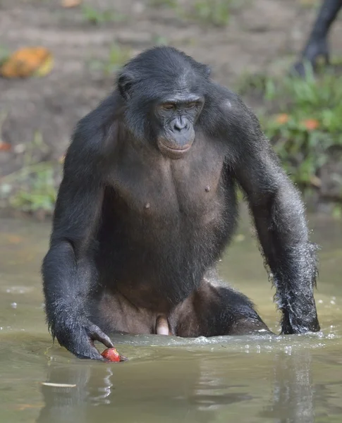 Μπονόμπο στέκεται στο νερό — Φωτογραφία Αρχείου