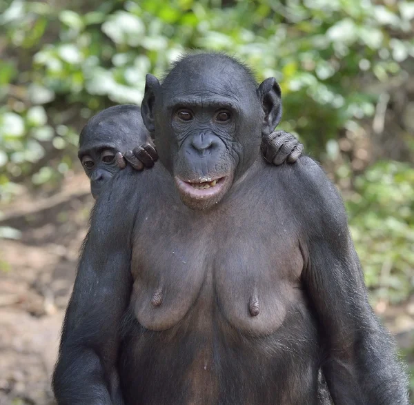 Mother and Cub of chimpanzee Bonobo