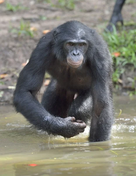 Bonobo standing in water — Stock Photo, Image