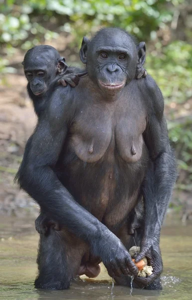 Bonobo en el agua con un cachorro — Foto de Stock