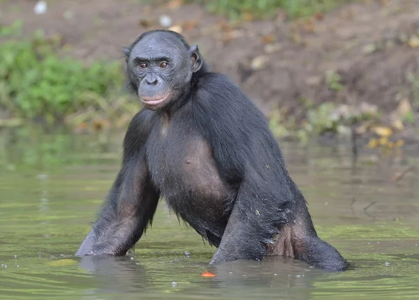 Bonobo de pie en el agua —  Fotos de Stock