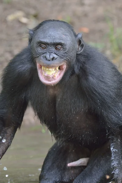 Bonobo stojící ve vodě — Stock fotografie