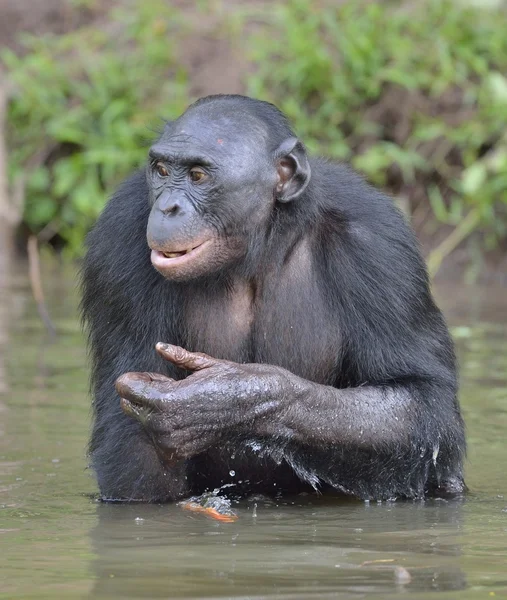 Bonobo in water staan — Stockfoto