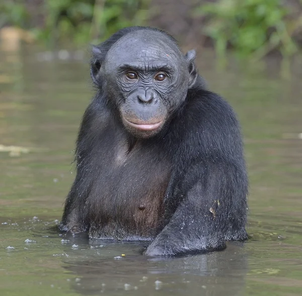 Bonobo in water staan — Stockfoto