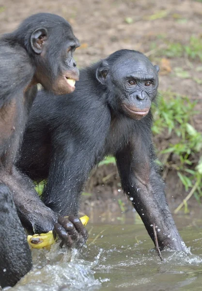 Bonobo apor i vattnet — Stockfoto