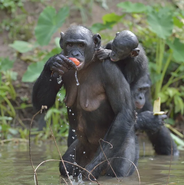 Vrouwelijke Bonobo met welp eten — Stockfoto