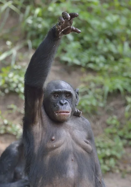 Bonobo steht auf ihren Beinen — Stockfoto