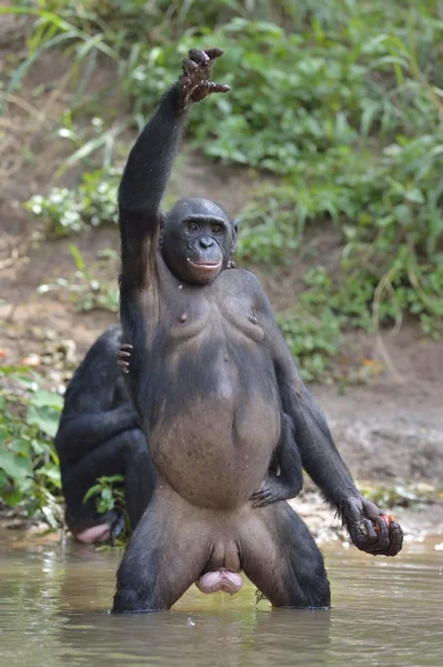 Bacaklarını bonobo ayakta 