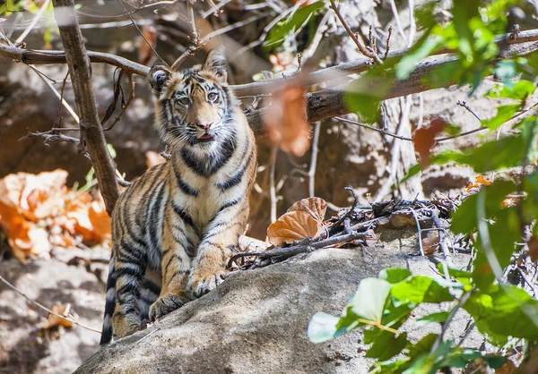 Молодой бенгальский тигр в естественной среде обитания — стоковое фото