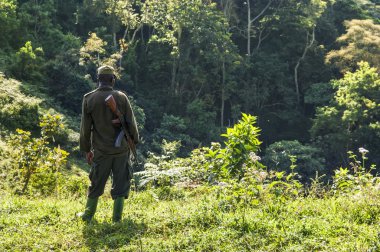 Asker tüfeği Ak-47 Afrika ormanlarında.