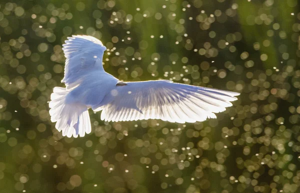 สีดําหัว Gull ในการบิน — ภาพถ่ายสต็อก