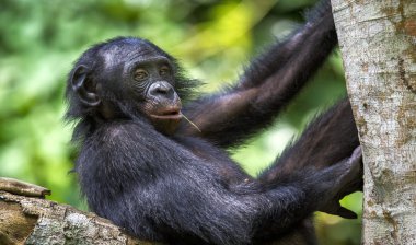 Bonobo on the tree in natural habitat clipart