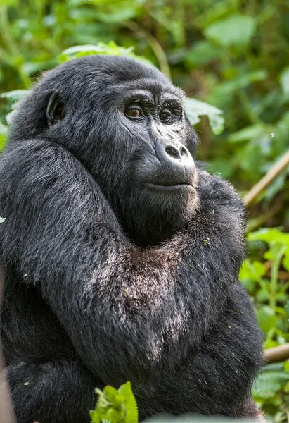 Mountain gorilla in natural habitat — Stock Photo, Image