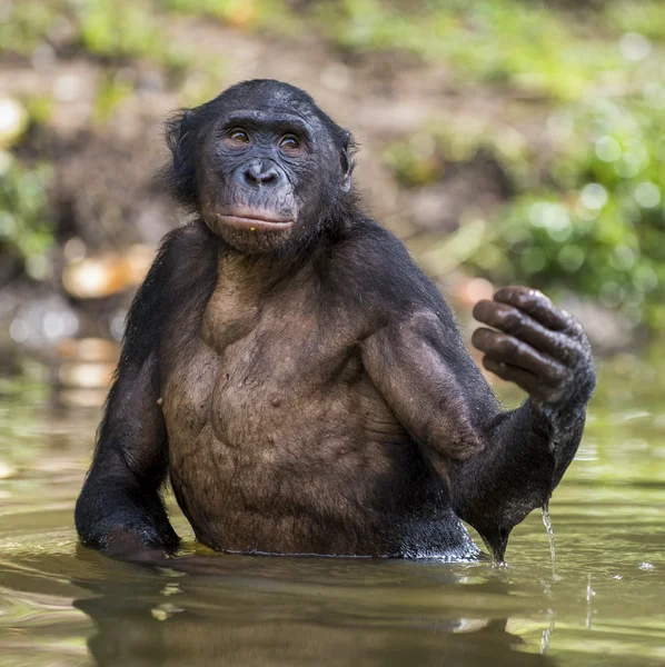 Bonobo stojící ve vodě — Stock fotografie