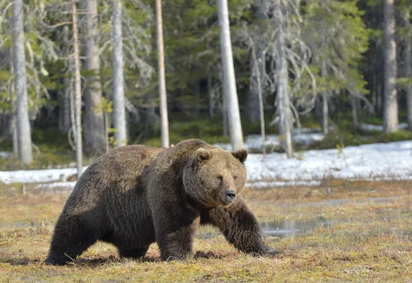 Grande urso macho castanho — Fotografia de Stock