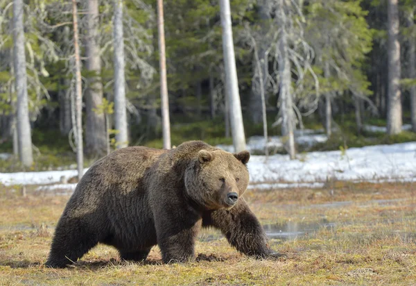 Oso marrón macho grande — Foto de Stock