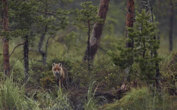 Fuchs im Gras versteckt — Stockfoto