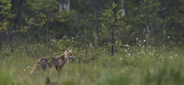 Fox gömd i gräset — Stockfoto