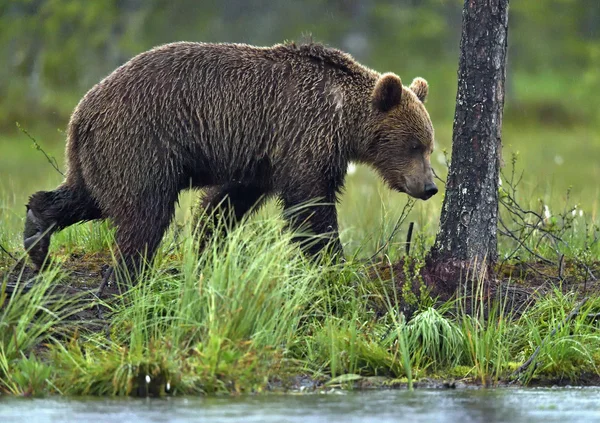 와일드 브라운 곰 — 스톡 사진