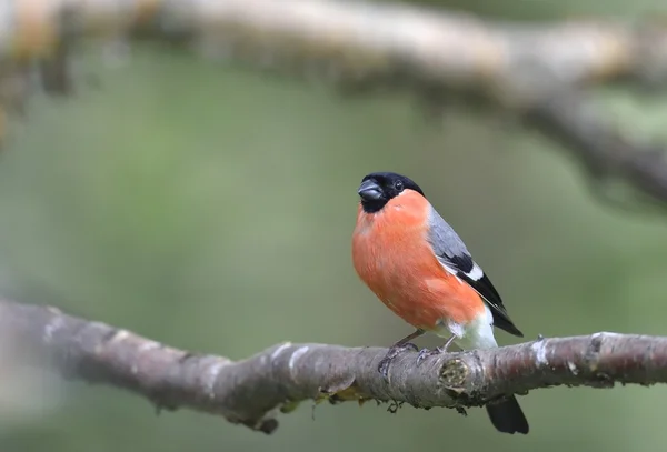 Bullfinch masculino sentado no ramo — Fotografia de Stock