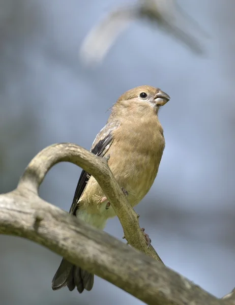 Eurasian bullfinch (Pyrrhula pyrrhula) female — Stock Photo, Image