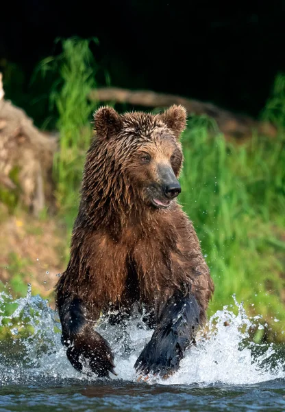 棕熊在河里跑来跑去 钓鲑鱼 棕熊在河里追大麻哈鱼 前面的景色堪察加棕熊 Ursus Arctos Piscator 俄罗斯堪察加半岛 — 图库照片