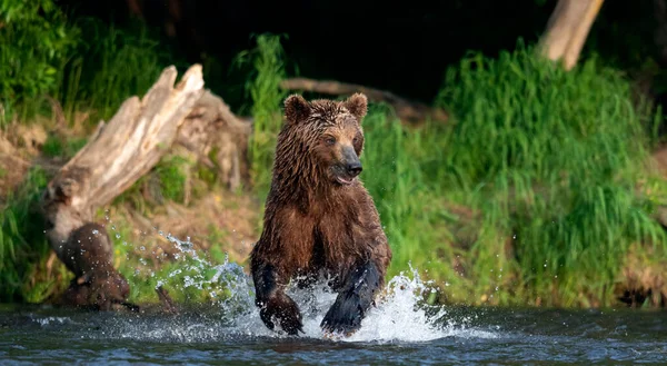 Urso Marrom Correndo Rio Pescando Salmão Urso Castanho Perseguindo Salmão — Fotografia de Stock