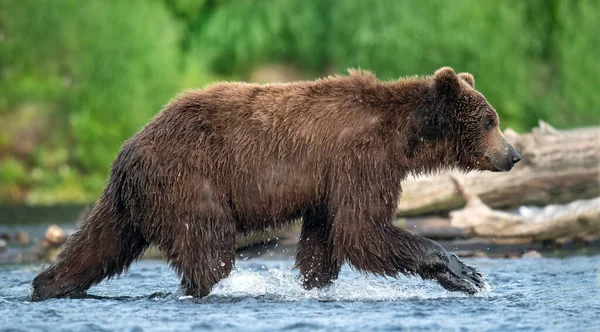 Bruine Beer Loopt Rivier Vist Zalm Bruine Beer Jaagt Voetbal — Stockfoto