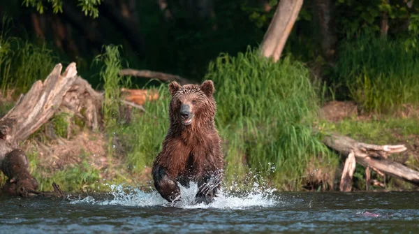 Urso Marrom Correndo Rio Pescando Salmão Urso Castanho Perseguindo Salmão — Fotografia de Stock