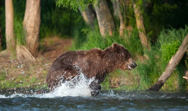 Brown Bear Running River Fishing Salmon Brown Bear Chasing Sockeye — Stock Photo, Image