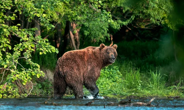 Barna Medve Folyón Lazacra Halászik Barna Medve Lazacot Kerget Folyónál — Stock Fotó