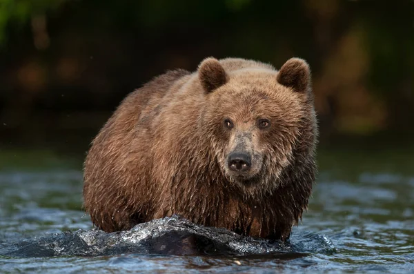 Homem Urso Castanho Adulto Selvagem Água Feche Vista Frontal Urso — Fotografia de Stock