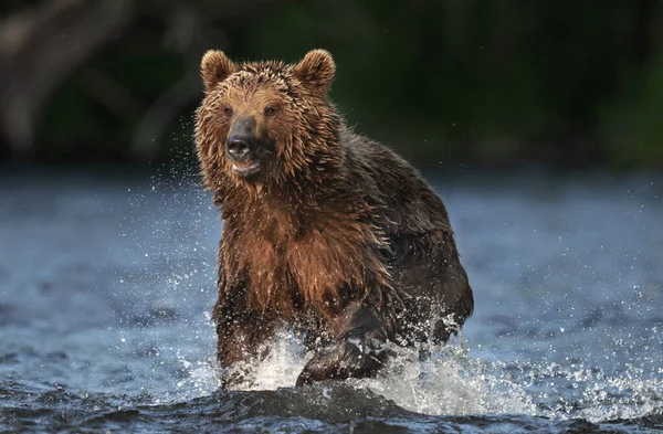 棕熊在河里跑来跑去 钓鲑鱼 棕熊在河里追大麻哈鱼 前面的景色堪察加棕熊 Ursus Arctos Piscator 自然栖息地俄罗斯堪察加半岛 — 图库照片