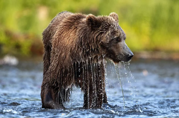 Portret Dzikiego Dorosłego Niedźwiedzia Brunatnego Samca Łowiącego Ryby Rzece Zamknij — Zdjęcie stockowe