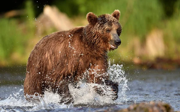 Medvěd Hnědý Běhá Řece Loví Lososa Medvěd Hnědý Honí Lososa — Stock fotografie