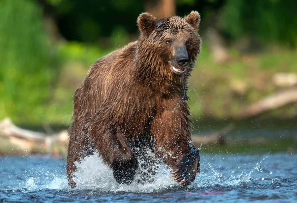 Urso Marrom Correndo Rio Pescando Salmão Urso Castanho Perseguindo Salmão — Fotografia de Stock