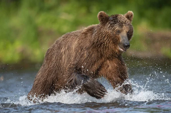 Urso Marrom Correndo Rio Pescando Salmão Urso Castanho Perseguindo Salmão — Fotografia de Stock