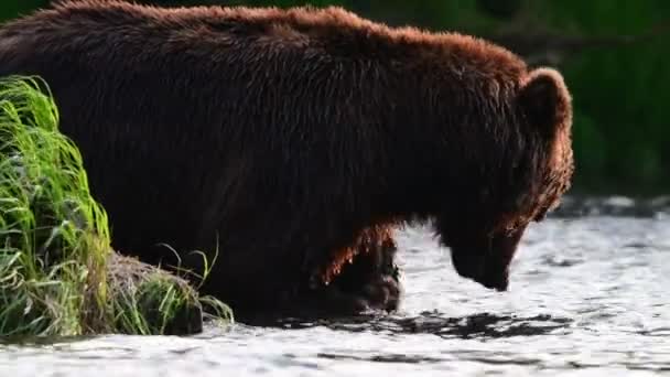 Πλάνα Καφέ Αρκούδα Που Ψαρεύει Σολομό Καφέ Αρκούδα Κυνηγούσε Σολομό — Αρχείο Βίντεο