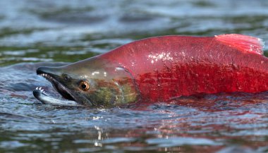 Sockeye Salmon in the river. Red spawning sockeye salmon in a river. Sockeye Salmon swimming and spawning. Scientific name: Oncorhynchus nerka. Natural habitat. Kamchatka, Russia. clipart