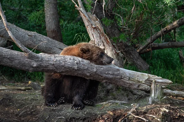 Urso Pardo Está Sentado Debaixo Uma Árvore Numa Floresta Verão — Fotografia de Stock
