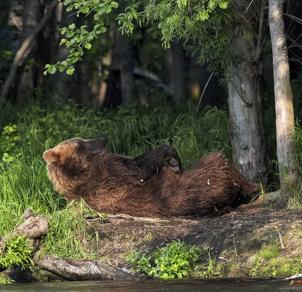 브라운 의나무 캄차카 Kamchatka Brown Bear Scientific Name Ursus Arctos — 스톡 사진