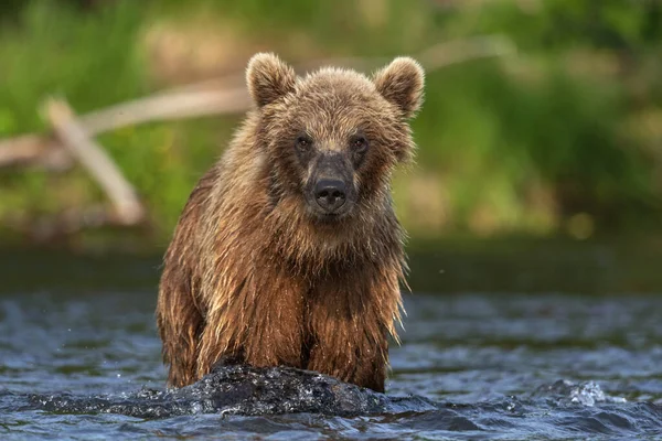 河里的小棕熊正在钓鲑鱼 前面的景色棕熊在河里追大麻哈鱼 堪察加棕熊 Ursus Arctos Piscator 自然栖息地俄罗斯堪察加半岛 — 图库照片