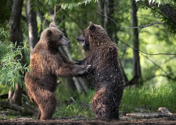 Two Brown Bears Fight Forest Standing Hind Legs Kamchatka Brown — Stock Photo, Image